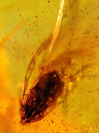 Ámbar Fósil con Insecto Cretácico