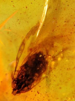 Ámbar Fósil con Insecto Cretácico