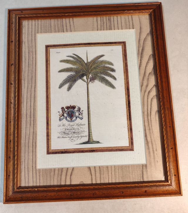 Antica lastra botanica di Georg Dionysiues Ehret