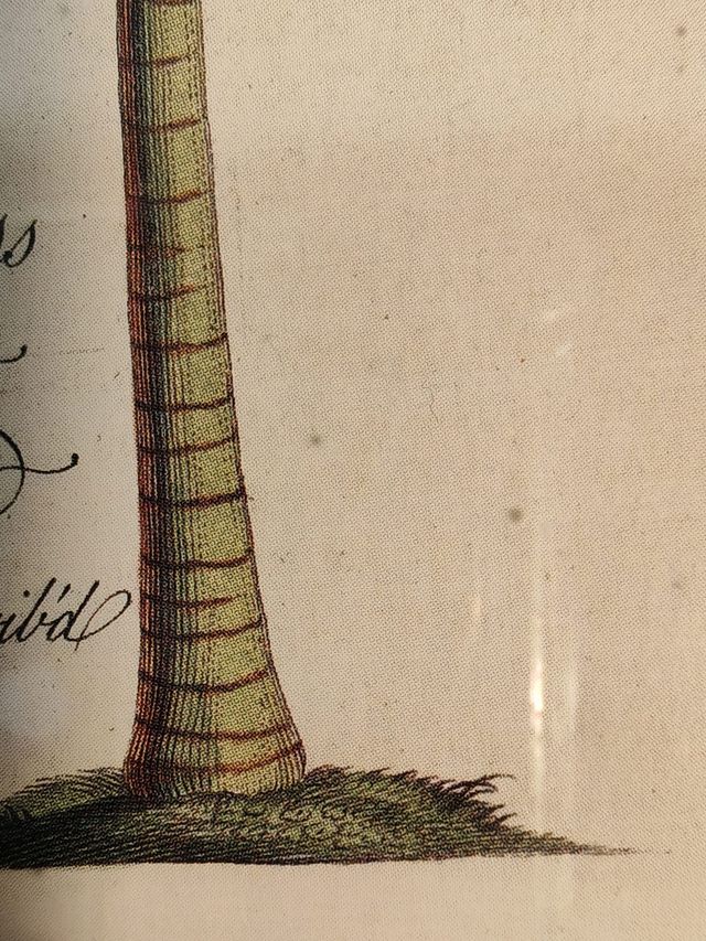 Antica lastra botanica di Georg Dionysiues Ehret