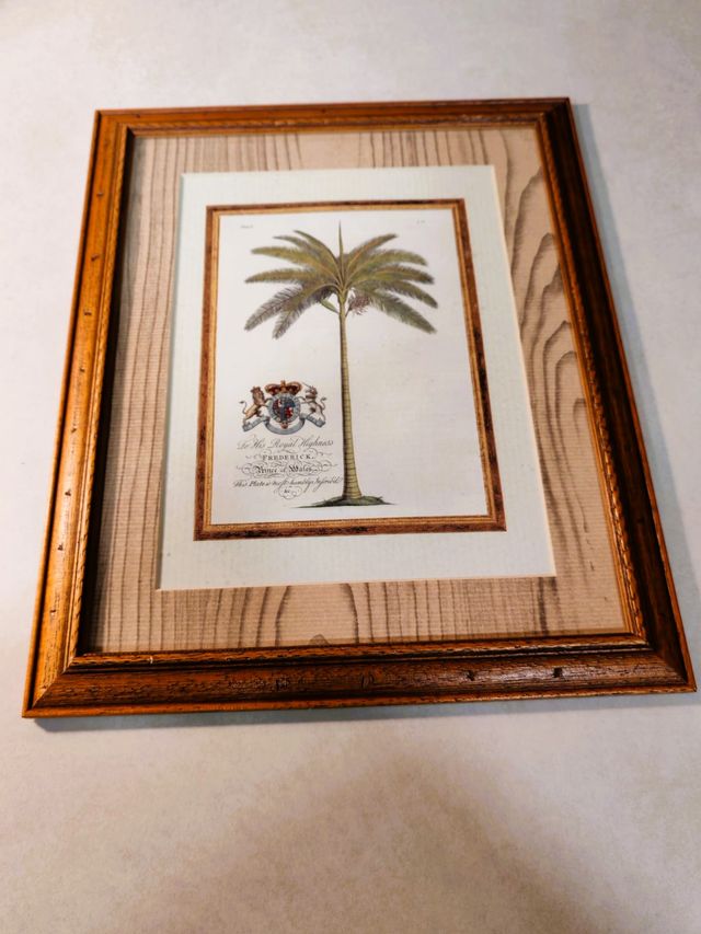 Antica lastra botanica di Georg Dionysiues Ehret