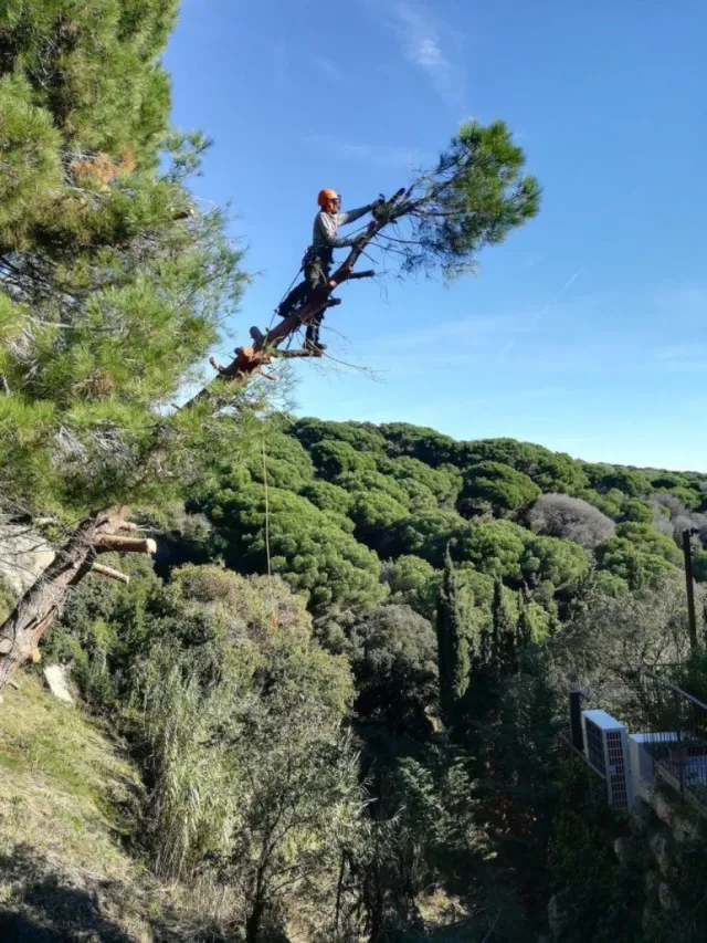 Poda en altura profesional 