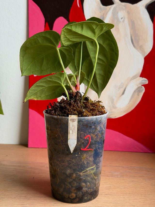 Anthurium Dark Phoenix x self 2