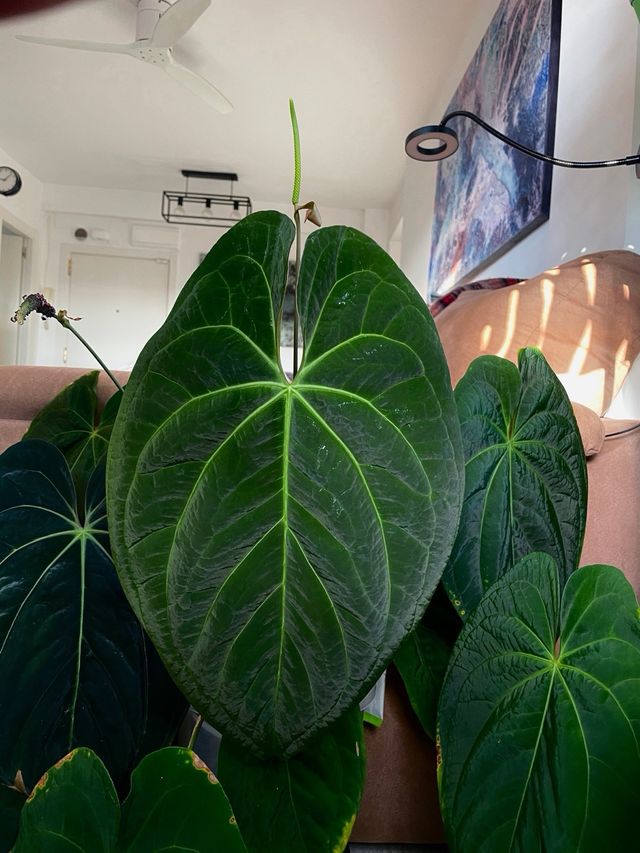 Anthurium Dark Phoenix x self 2