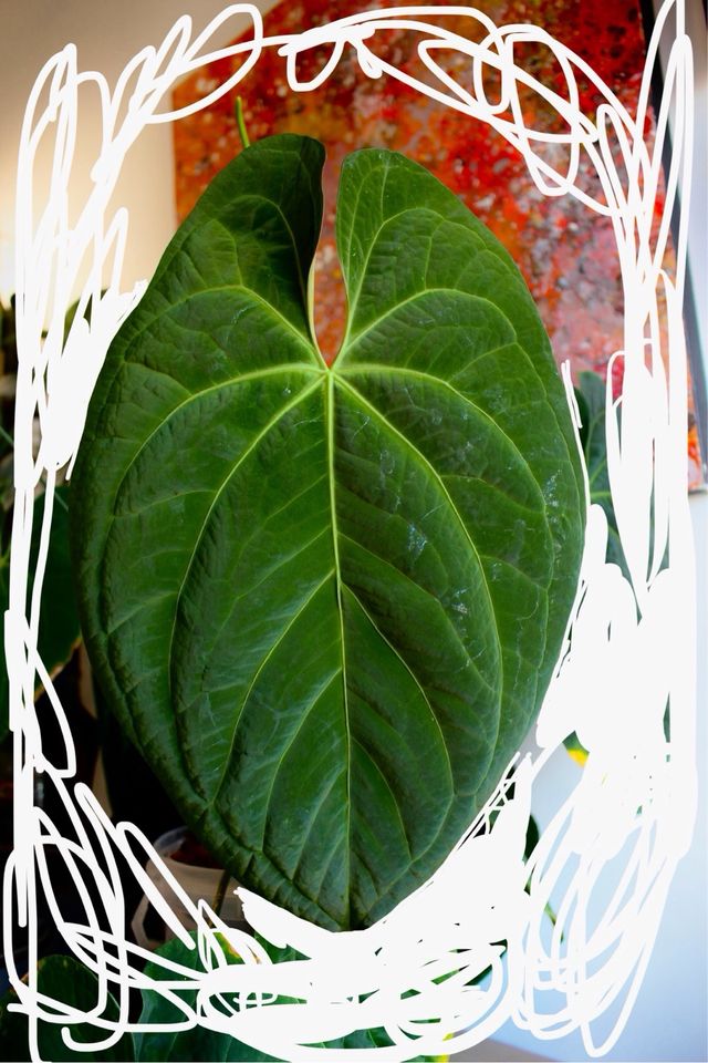 Anthurium Dark Phoenix x self 2