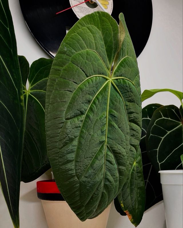 Anthurium Dark Phoenix x self 3