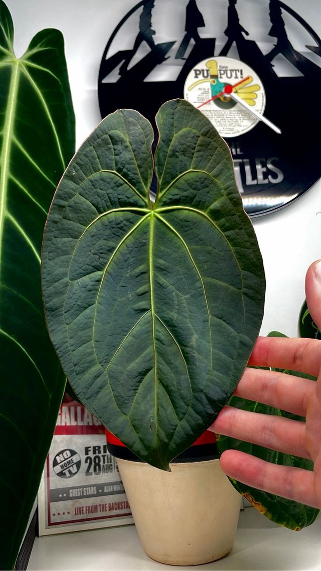 Anthurium Dark Phoenix x self 3