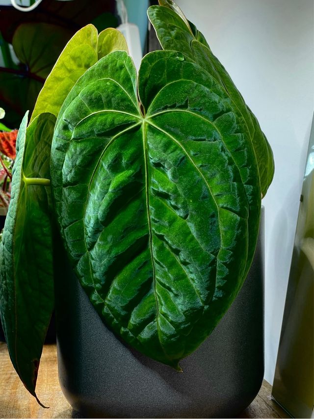 Anthurium Dark Phoenix x self 3