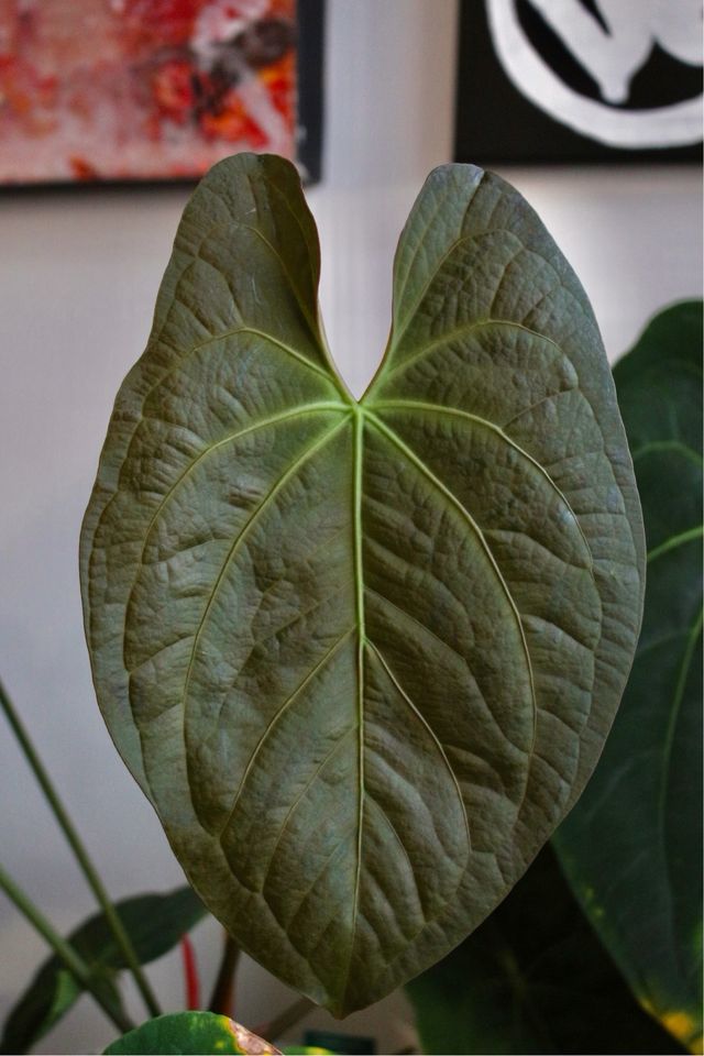 Anthurium Dark Phoenix x self 3