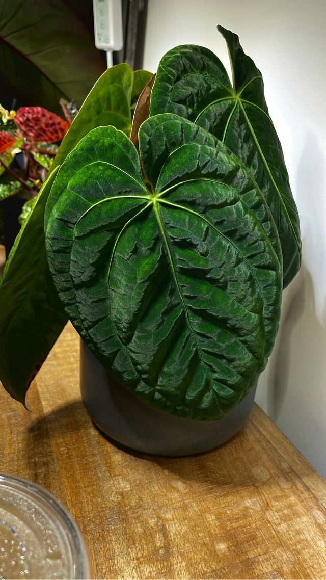 Anthurium Dark Phoenix x self 3