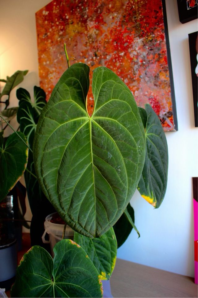 Anthurium Dark Phoenix x self 3