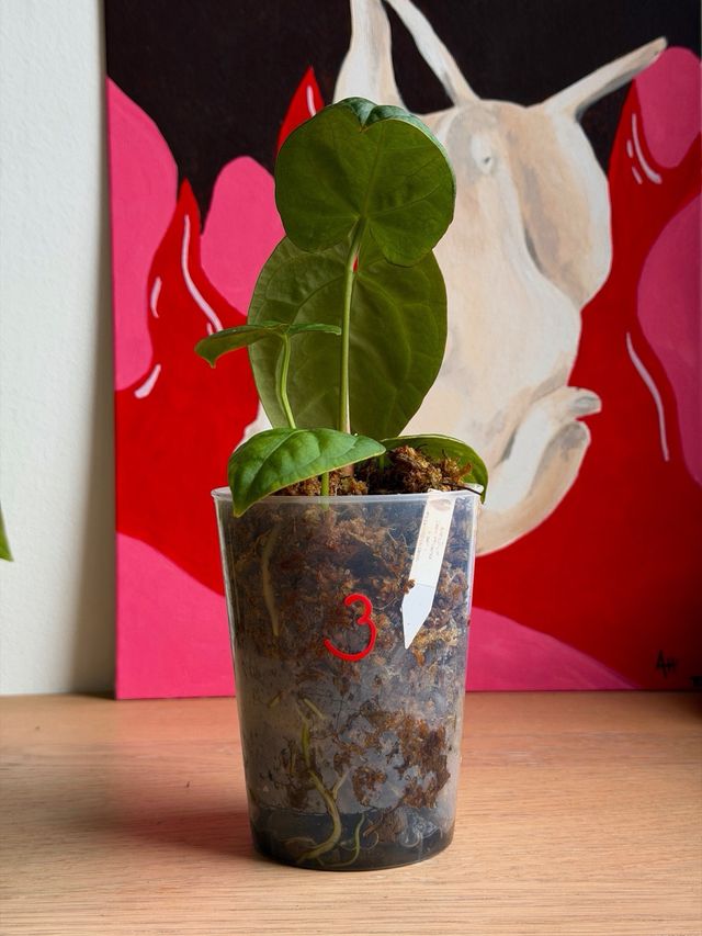 Anthurium Dark Phoenix x self 3