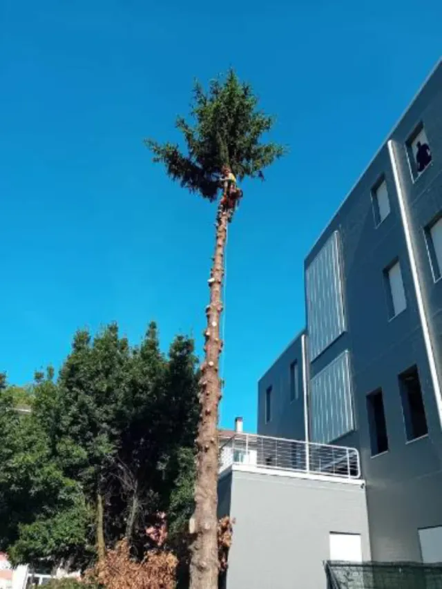 Servicio profesional de poda de árboles