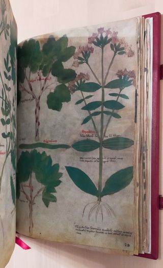 DIOSCÓRIDES LATINO - LIBRO FACSIMIL - JOYA