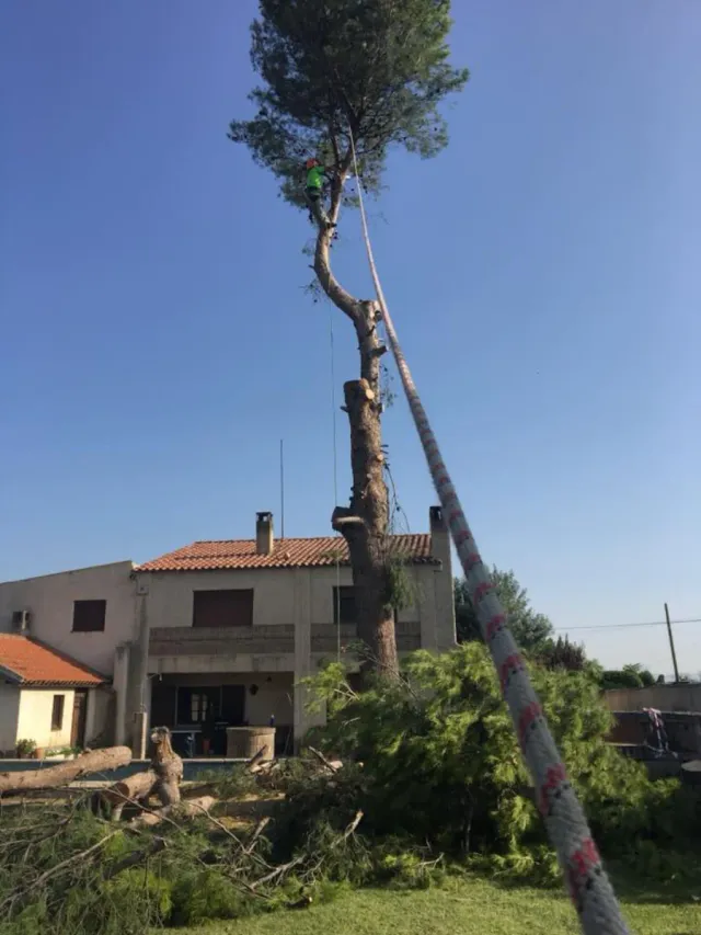 Servicio Profesional de Poda de pinos 