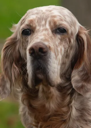 Objetivo( para NIKON) 100 mm 2.8   .KALEINAR(URSS)