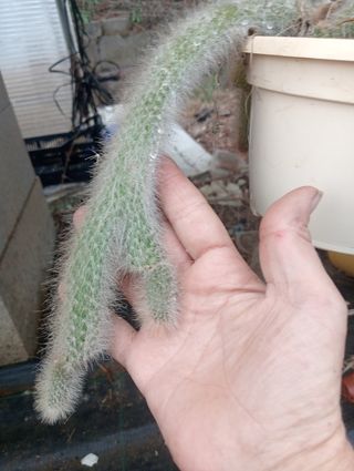 Esqueje de cactus cola de mono