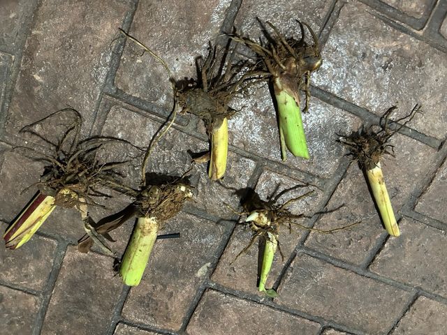 10 bulbos Canna Indica