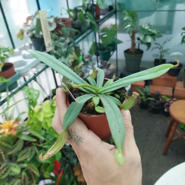 Nepenthes Albomarginata Planta Carnívora