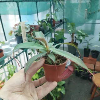 Planta Nepenthes Rebecca