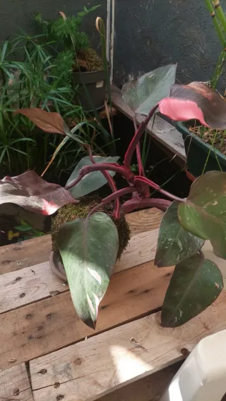 Planta Kokedama Philodendron Pink Princess