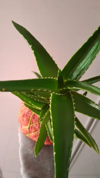 Kokedama Aloe perfoliata in sisal rosa.