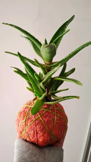 Kokedama Aloe perfoliata in sisal rosa.