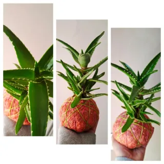 Kokedama Aloe perfoliata in sisal rosa.
