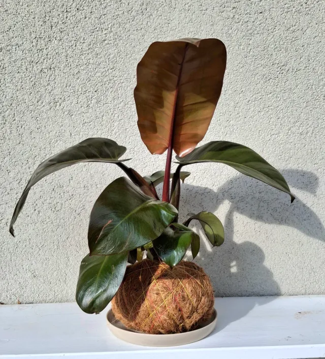 Kokedama Filodendron Imperial Red