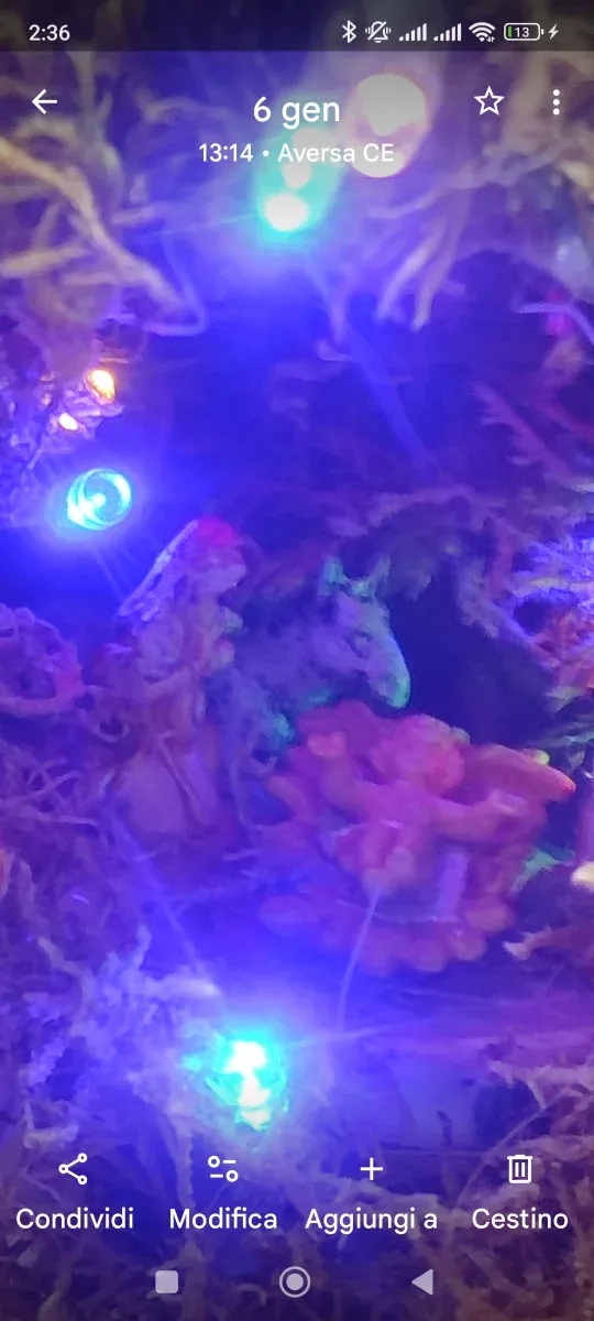 Presepe in noce di cocco