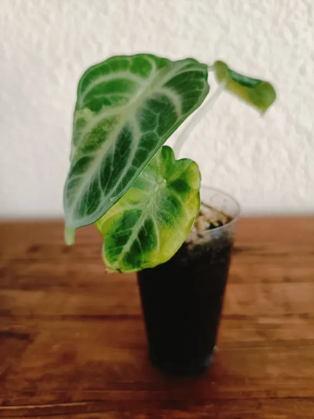 Alocasia Ninja Variegata