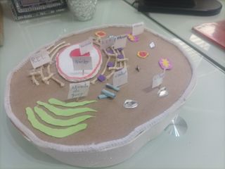 Maqueta Célula Animal