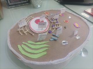 Maqueta Célula Animal