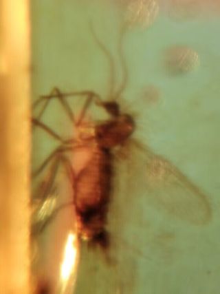 1.17g Ámbar fósil con insecto, mosquito y mosca 