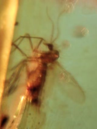 1.17g Ámbar fósil con insecto, mosquito y mosca 