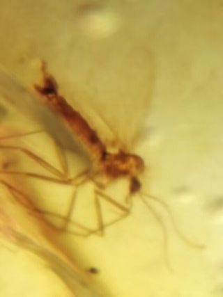1.17g Ámbar fósil con insecto, mosquito y mosca 