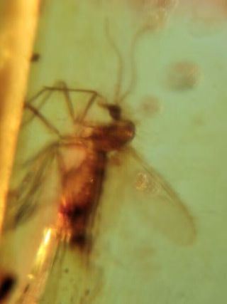 1.17g Ámbar fósil con insecto, mosquito y mosca 