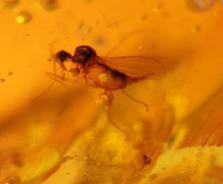 Ámbar fósil con insecto Cretácico burmita fósiles