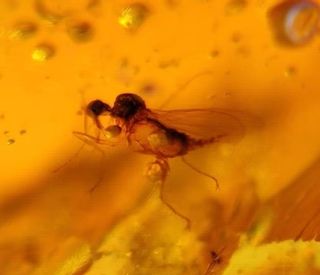 Ámbar fósil con insecto Cretácico burmita fósiles