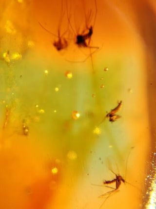Ámbar con VARIOS mosquitos de 99 millones fosiles