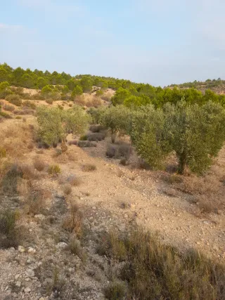 Terreno 4000m² con casa cueva