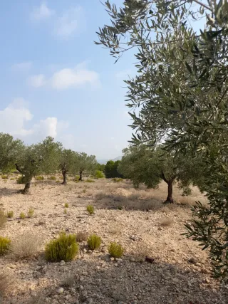 Terreno 4000m² con casa cueva