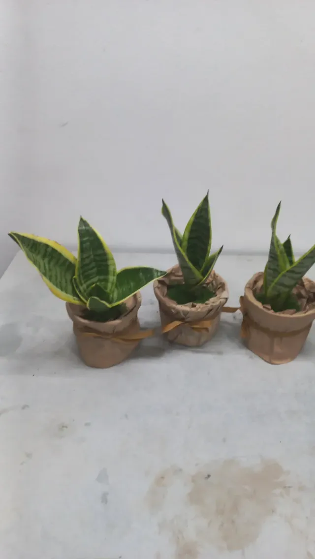 Plantas Sansevieria em vaso