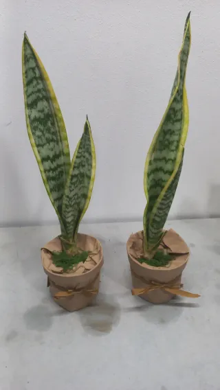 Planta Sansevieria