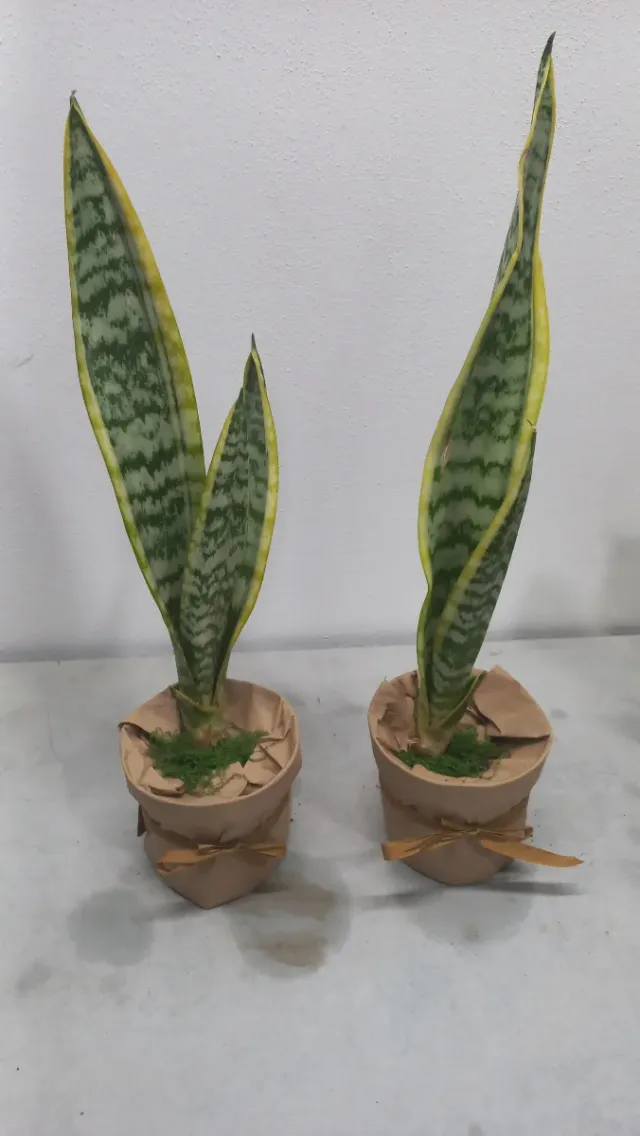 Planta Sansevieria