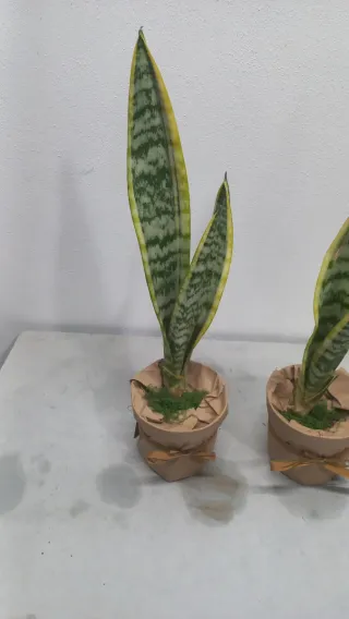 Planta Sansevieria