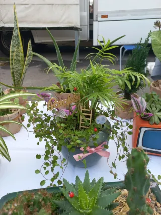 Plantas variadas em vaso