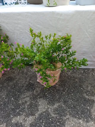 Planta com flores roxas