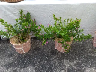 Planta com flores roxas