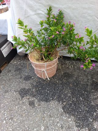 Planta com flores roxas